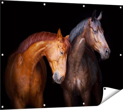 Gards Tuinposter Twee Bruine Paarden Koppel - Liefde - 120x90 cm - Tuindoek - Tuindecoratie - Wanddecoratie buiten - Tuinschilderij