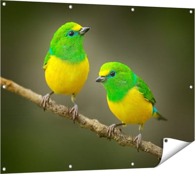 Gards Tuinposter Twee Groen Gele Zangvogels op een Tak - 120x90 cm - Tuindoek - Tuindecoratie - Wanddecoratie buiten - Tuinschilderij
