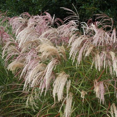 6x Miscanthus sinensis 'Kaskade' Pot 9x9cm - Siergras voor tuin en border