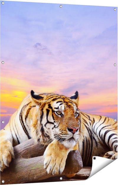 Gards Tuinposter Tijger tijdens Zonsondergang - 90x120 cm - Tuindoek - Tuindecoratie - Wanddecoratie buiten - Tuinschilderij