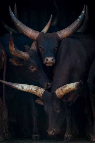 Family Of Horns- Kristal Helder Galerie kwaliteit Plexiglas 5mm.- Blind Aluminium Ophang-frame- Fotokunst- luxe wanddecoratie- Akoestisch en UV Werend- inclusief verzending