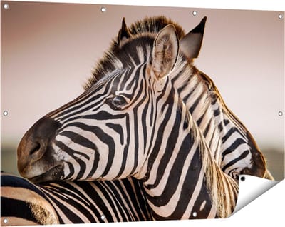 Gards Tuinposter Twee Knuffelende Zebra's - 120x80 cm - Tuindoek - Tuindecoratie - Wanddecoratie buiten - Tuinschilderij