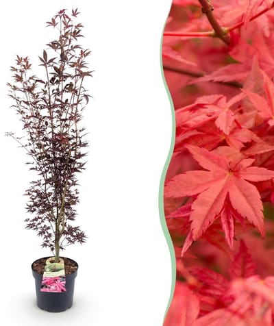 Green boutiQ - Tuinplant - Acer palmatum Atropurpureum - Japanse Esdoorn - Bladverliezend - Paars - 1 - Pot 26cm - Hoogte 90cm