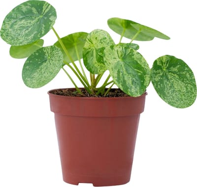PLNTS - Pilea Peperomioides Mojito® (Pannenkoekenplant) - Kamerplant - Kweekpot 13 cm - Hoogte 20 cm