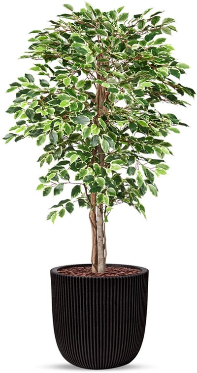 Kunstplant Ficus bont in planter ball Groove zwart H170 cm