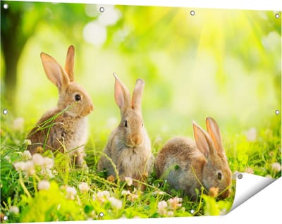 Gards Tuinposter Drie Konijnen op het Gras bij Zonneschijn - 120x80 cm - Tuindoek - Tuindecoratie - Wanddecoratie buiten - Tuinschilderij