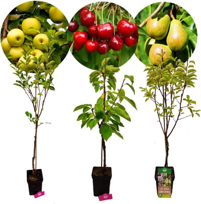 Set van 3 fruitbomen - 1 Appel, 1 Peer, 1 Kers - Hoogte +100cm - 5 Liter pot - Mix B