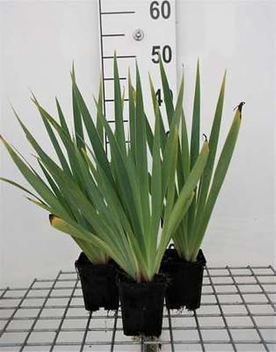 6x Blauwogengras - Sisyrinchium striatum (lutescens) | 9x9 cm pot