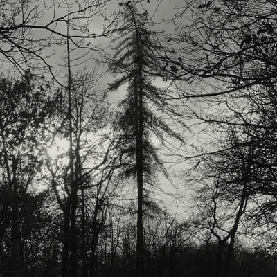 Curse All Kings - Feral Earth (LP) (Limited Edition) (Coloured Vinyl)