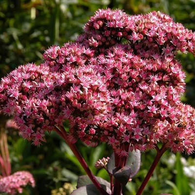 6 x Sedum 'Matrona' - Vetkruid pot 9x9cm