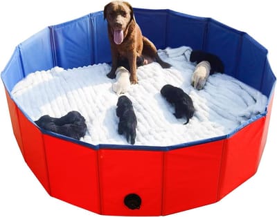 Hondenbad Opvouwbaar - Huisdieren Zwembad - Buitenspelen Water - Stabiele Bodem - 120x30cm - Rood Blauw