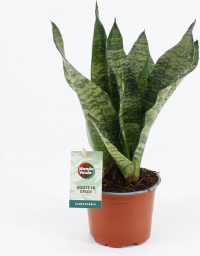 Plantenboetiek.nl | Sansevieria Black Coral - Ø12cm - 25-35cm hoog - Kamerplant - Groenblijvend - Cactus & Vetplanten