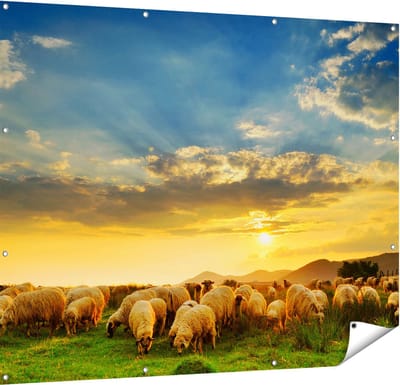 Gards Tuinposter Kudde Schapen op het Gras bij Zonsondergang - 150x120 cm - Tuindoek - Tuindecoratie - Wanddecoratie buiten - Tuinschilderij