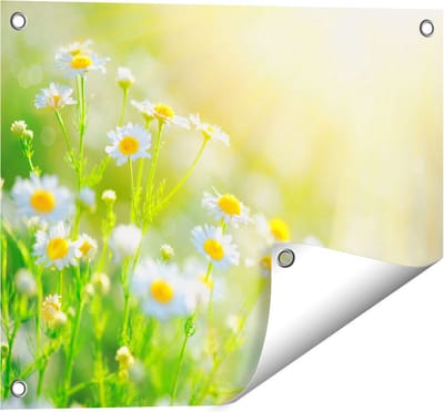 Gards Tuinposter Witte Kamille Bloemen met Zonneschijn - 50x40 cm - Tuindoek - Tuindecoratie - Wanddecoratie buiten - Tuinschilderij