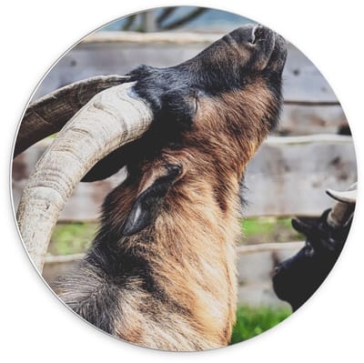 Forex Wandcirkel - Bruine Bok voor Hek - 70x70cm Foto op Wandcirkel (met ophangsysteem)