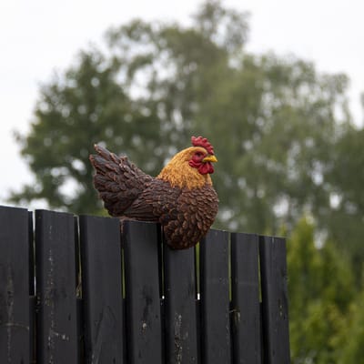 Schutting kip - Lichtbruin / geel - Huis en tuindecoratie - Buiten - Vogelcadeaushop