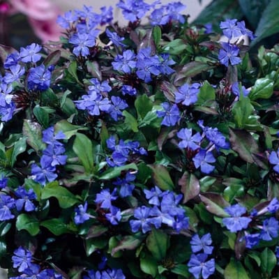 Loodkruid (Ceratostigma plumbaginoides) - - Vaste planten - bloeit in Oktober / Augustus / September