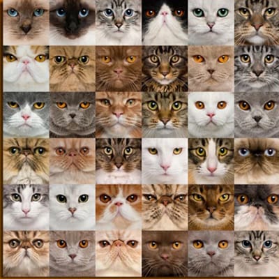 Allernieuwste.nl® Canvas Schilderij 36x Kittens voor Katten Liefhebbers - Kunst aan je Muur - Kattenposter - kleur - 70 x 70 cm