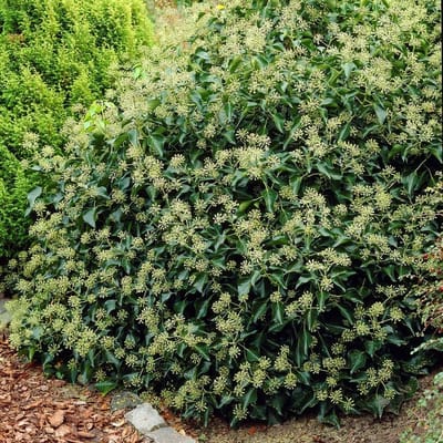 12 x Struikklimop XL Groen|Wit - Bodembedekker Wintergroen - Hedera helix Arborescens in C2(liter) pot met hoogte 10 - 30cm
