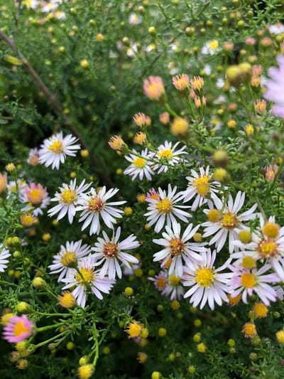 6 x Aster ericoides 'Pink Cloud' - Herfstaster - P9 Pot (9 x 9cm) - Dima Vaste Planten