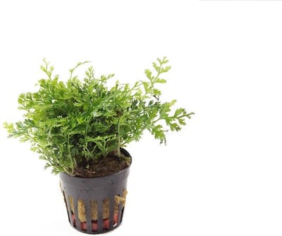 Aquaflora Bolbitus heteroclita in 5 cm pot
