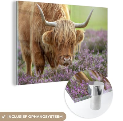 MuchoWow® Glasschilderij 120x80 cm - Schilderij acrylglas - Schotse Hooglander - Paars - Bloemen - Foto op glas - Schilderijen