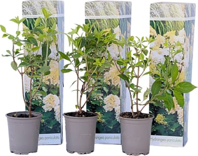 Plant in a Box - Hortensia Paniculata 'Phantom' - Pluimhortensia - Hydrangea - Wit groene bloem - Set van 3 - Winterharde hortensia - Pot 9cm - Hoogte 25-40cm