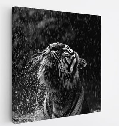 Saammp Canvas Schilderij - Tijger in de regen - Zwart-Wit - Dieren - 20x20 - Foto op canvas - Wanddecoratie - muurdecoratie Woonkamer - Slaapkamer decoratie - Canvas Print