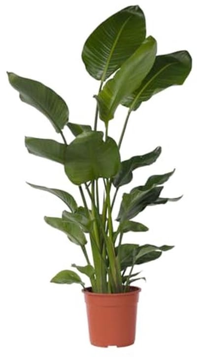 Tropische Strelitzia - Paradijselijke Plant voor Binnen - XXL Groene Kamerplant - Hoogte 150-170 cm - Pot 28 cm