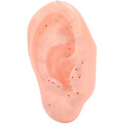 Modèle d'oreille Zone auriculaire Point d'acupuncture Point de pression Apprentissage Modèle d'acupuncture humaine 13cm