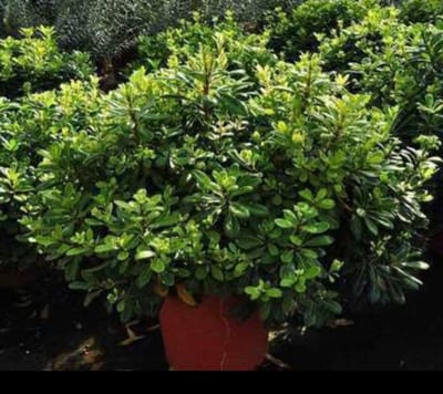 Pittosporum tob. 'Nanum' - Australische Laurier 40- 50 cm in pot