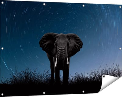 Gards Tuinposter Olifant Omringd met Sterren - 120x80 cm - Tuindoek - Tuindecoratie - Wanddecoratie buiten - Tuinschilderij