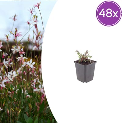 Tuinplantenshop.com | Gaura l. 'Siskiyou Pink' | 48 stuks - Ø9cm - 10-25cm hoog - Tuinplant