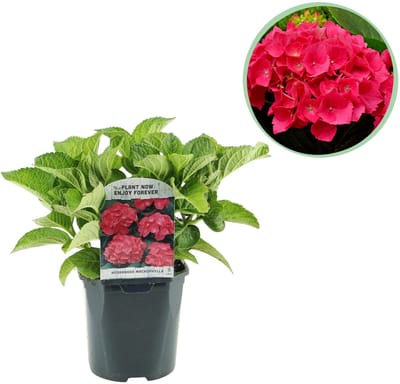 Plantenboetiek.nl | Hortensia - Hydrangea macrophylla Red - Bloem Rood - Bladverliezend - Weinig Onderhoud - Ø18cm - 30cm hoog - Tuinplant