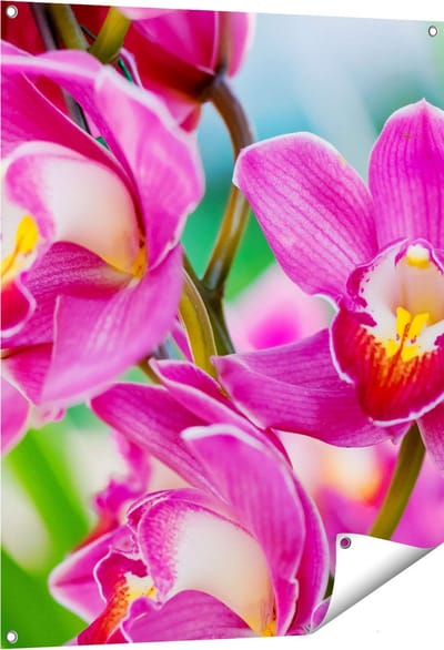 Gards Tuinposter Licht Paarse Orchidee Bloemen - 80x100 cm - Tuindoek - Tuindecoratie - Wanddecoratie buiten - Tuinschilderij