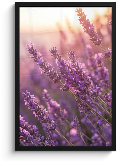 Poster in lijst - Fotolijst 40x60 cm - Posters - Lavendel - Paars - Zonlicht - Posterlijst zwart - Decoratie - Wanddecoratie woonkamer - Muurdecoratie slaapkamer