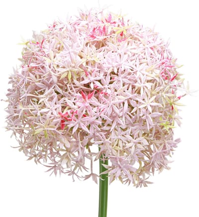 Allium met roze bloemen kunstui Ø18cm L90cm