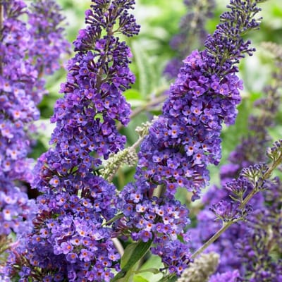 Vlinderstruik (Buddleja Davidii) - Empire Blue - Buddleja - Vaste planten - Bijen-Vlinders - Geurend - Zomerbollen