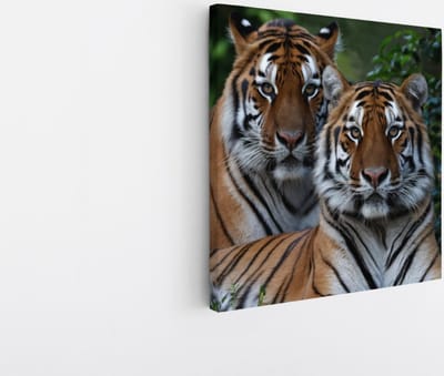 Saammp Canvas Schilderij - 2 Tijgers tussen de Planten - Natuur - Dieren - 20x20 - Foto op canvas - Wanddecoratie - muurdecoratie Woonkamer - Slaapkamer decoratie - Canvas Print