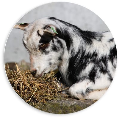 KuijsFotoprint - Schilderij - Witte Geit Met Hooi - Zwart, Wit, Bruin En Oranje - 60 X 60 Cm