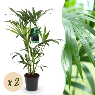 Plantenboetiek.nl | Howea Forsteriana - Kentia Palm - Weinig Onderhoud - Groen - 2 planten - Ø19cm - 80-85cm hoog - Kamerplant - Groenblijvend