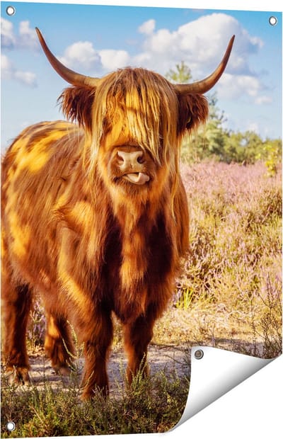 Gards Tuinposter Schotse Hooglander Koe in de Wei - 60x80 cm - Tuindoek - Tuindecoratie - Wanddecoratie buiten - Tuinschilderij