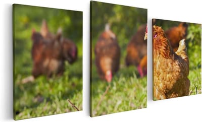 Artaza Canvas Schilderij Drieluik Kippen in het Gras - 120x60 - Foto Op Canvas - Canvas Print