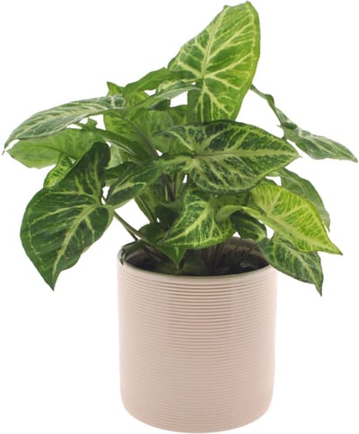 Syngonium | Arrow | 30cm | Off white keramieken pot
