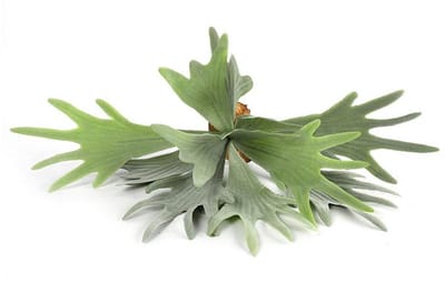 Countryfield Kunstplant steker/hang Platycerium groen