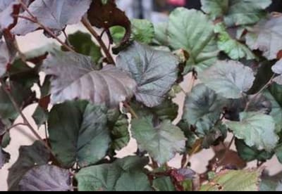 Corylus maxima 'Purpurea' - Rode Hazelaar, Lambertsnoot 60- 80 cm in pot