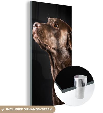 MuchoWow® Glasschilderij 20x40 cm - Schilderij acrylglas - Hond - Bruin - Portret - Foto op glas - Schilderijen
