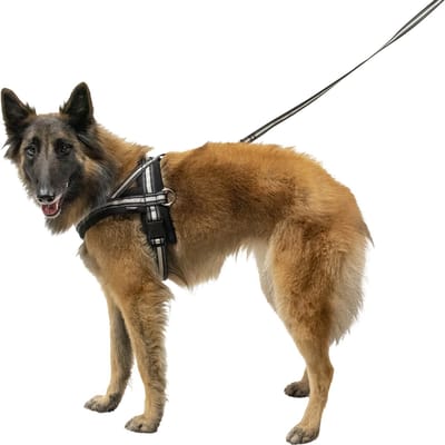 Jack And Vanilla - Tuigen - Jv Outdoor Tuigje Zwart-70cm Outha2070 - 228872