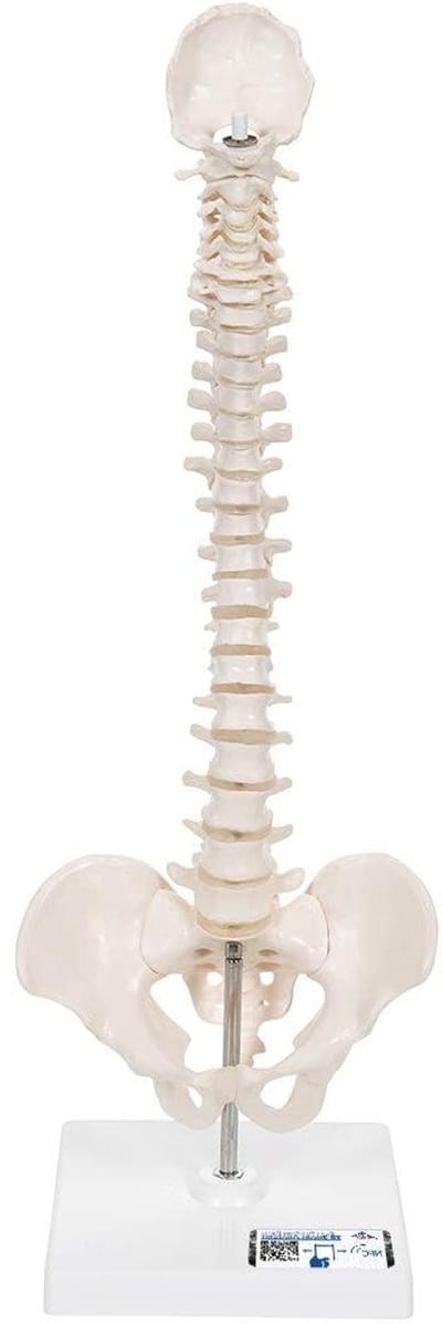 Mini Wervelkolommodel - Anatomisch Skelet - Onderwijs Demonstratie - Elastische Tussenwervelschijven - Natuurlijke Schaal - N.v.t.
