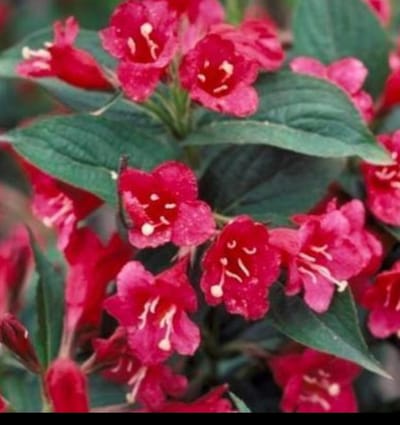 Weigela hybr. 'Eva Rathke' - Weigela, Weigelia 50- 60 cm in pot